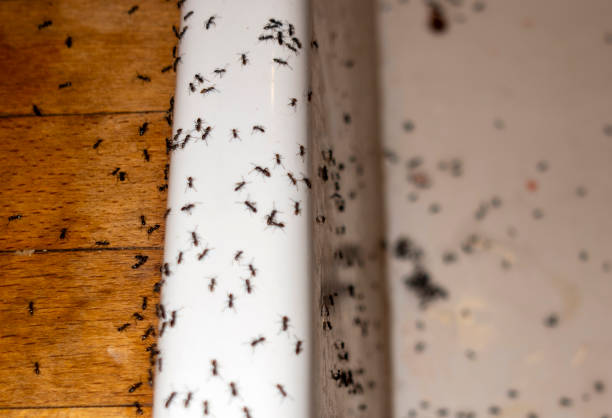 Best Best Pest Control Companies  in Racend, LA