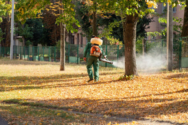 Best Flea Control Services  in Racend, LA