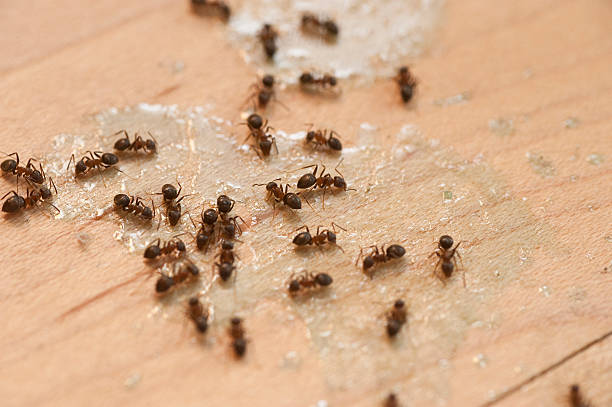 Best Emergency Pest Control  in Racend, LA