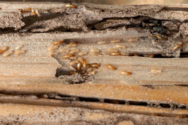 Best Local Pest Control Services  in Racend, LA