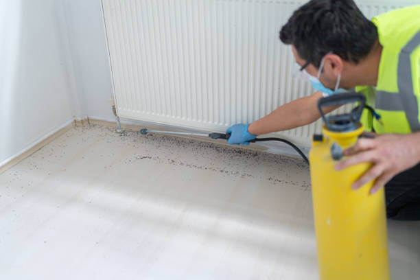 Best Termite Control Services  in Racend, LA