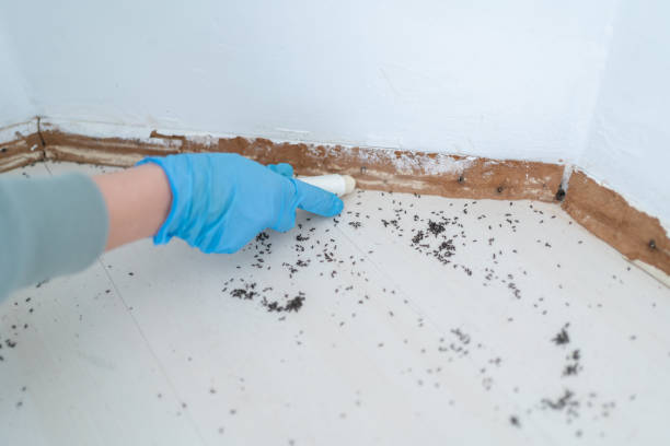 Best Wasp Removal Services  in Racend, LA